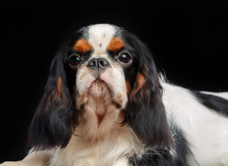 Cavalier King Charles Spaniel dog on Isolated Black Background in studio