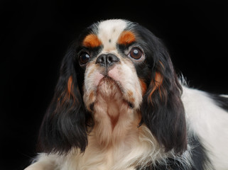 Cavalier King Charles Spaniel dog on Isolated Black Background in studio