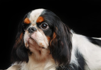 Cavalier King Charles Spaniel dog on Isolated Black Background in studio