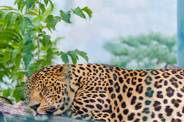 Leopard in the Odesa biopark zoo