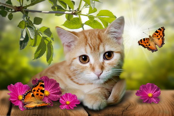 Cute kitten with flowers © sidliks