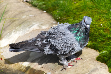 pigeon frisé hongrois