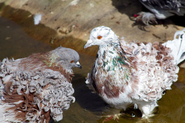 pigeon frisé hongrois