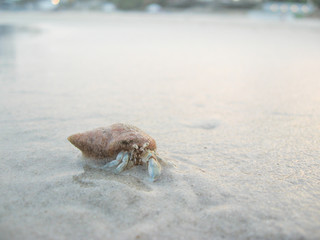 Hermit crab crawling on the beach. Hua Hin, Thailand.