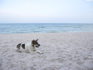 Black and white short haired dog lying down on the beach sand by the sea. Hua Hin, Thailand.