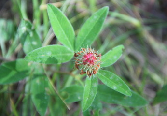Fabulous flower