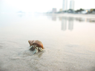 A Hermit crab crawling on the beach. Hua Hin, Thailand.