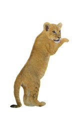 Obraz premium tiger cub isolated