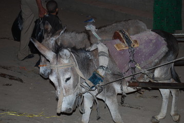 Downtown Luxor Mules