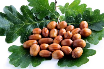 acorns seeds of oak tree