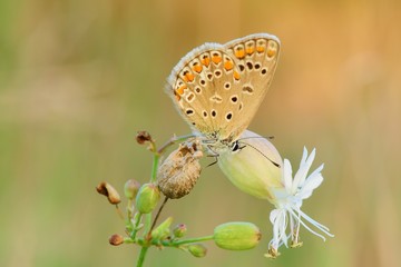 Sleeping butterfly on flower at dusk- closeup 