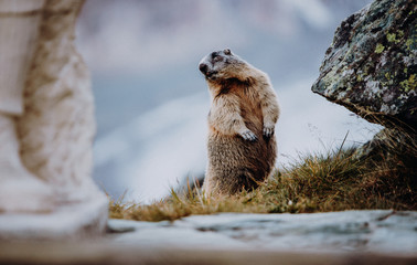 Murmeltier Großglockner Österreich