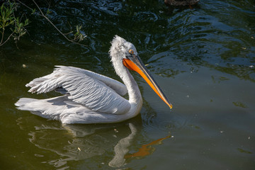 Pelican floating on water.