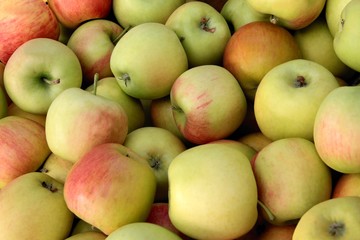 tasty aplles close up