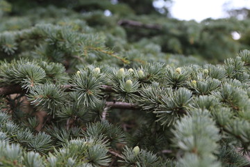 Cedars cones 