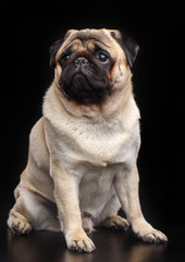 Obraz premium Pug dog on Isolated Black Background in studio