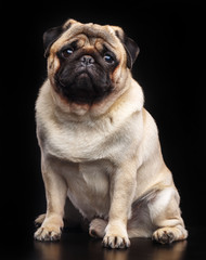 Pug dog on Isolated Black Background in studio