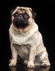 Pug dog on Isolated Black Background in studio