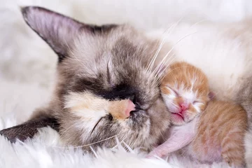 Papier Peint photo Lavable Chat Mother cat and baby cat