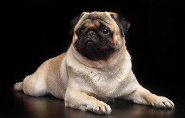 Obraz premium Pug dog on Isolated Black Background in studio