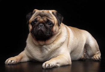 Pug dog on Isolated Black Background in studio