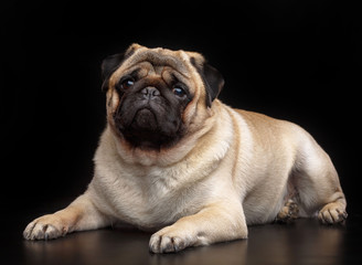 Obraz premium Pug dog on Isolated Black Background in studio