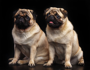 Obraz premium Pug dog on Isolated Black Background in studio