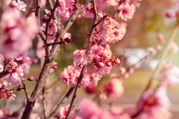 Close up macro shot of cherry blossom blooms in spring