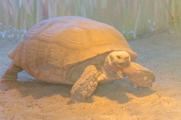 Turtle in the Odesa biopark zoo