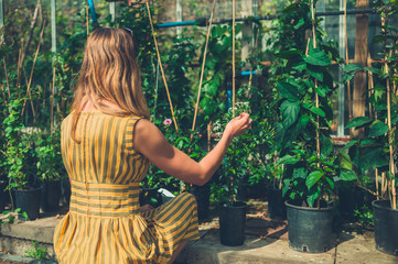 Woman gardening in conservatory