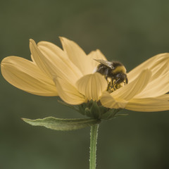 Bee on yellow flower
