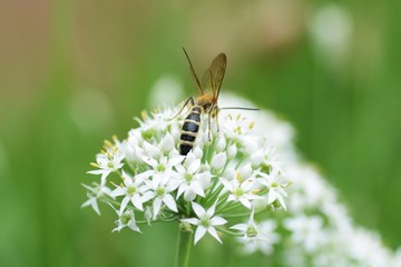 Insects in Chinese chive flowers