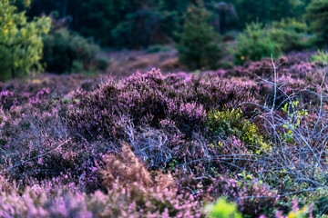 Blooming heather in moorland with pine trees.