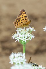 Insects in Chinese chive flowers