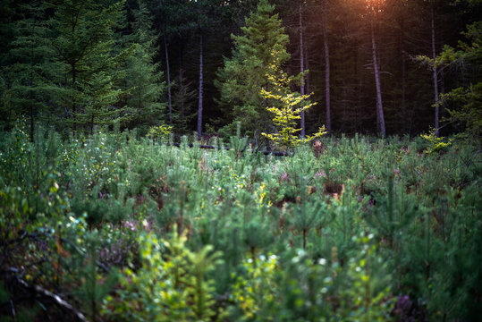 Forest with young pine trees in evening sunlight.