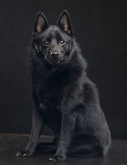 Schipperke dog on Isolated Black Background in studio