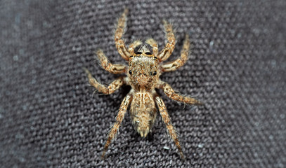 Macro Photo of Head of Jumping Spider Isolated on Background