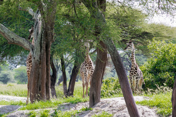 giraffes among the trees