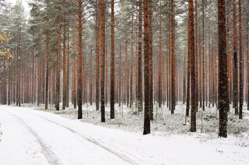 Forest road winding its way through a winter forest. Fresh snow covering landscape.