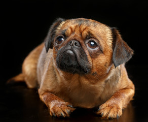 Belgian Griffon, Brussels Griffon dog on Isolated Black Background in studio