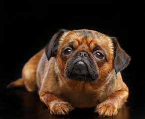 Belgian Griffon, Brussels Griffon dog on Isolated Black Background in studio