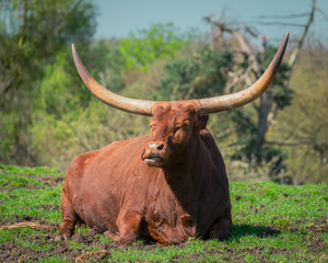 Watusi cow sitting down