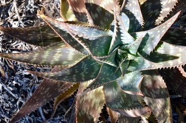 agava cactus