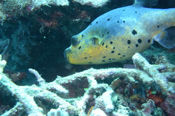 Bohol ヨゴレフグ