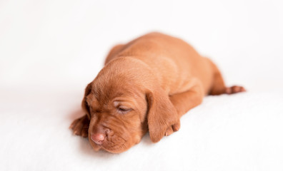 Hungarian Vizsla dog on the white background
