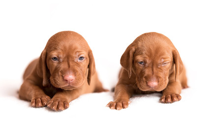 Hungarian Vizsla dogs on the white background © SasaStock