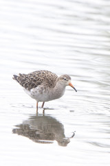 Ruff (Philomachus pugnax), adult in winter plumage, Gloucestershire, England, UK.