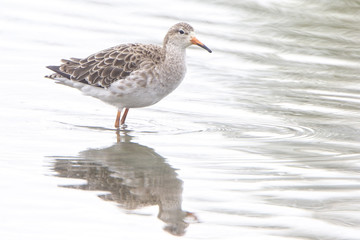 Ruff (Philomachus pugnax), adult in winter plumage, Gloucestershire, England, UK.