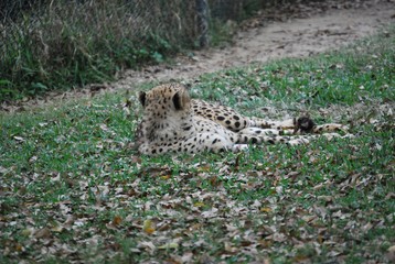 Leopard laying in grass
