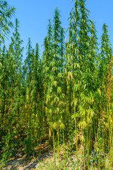 Field of the medical cannabis plant on summer